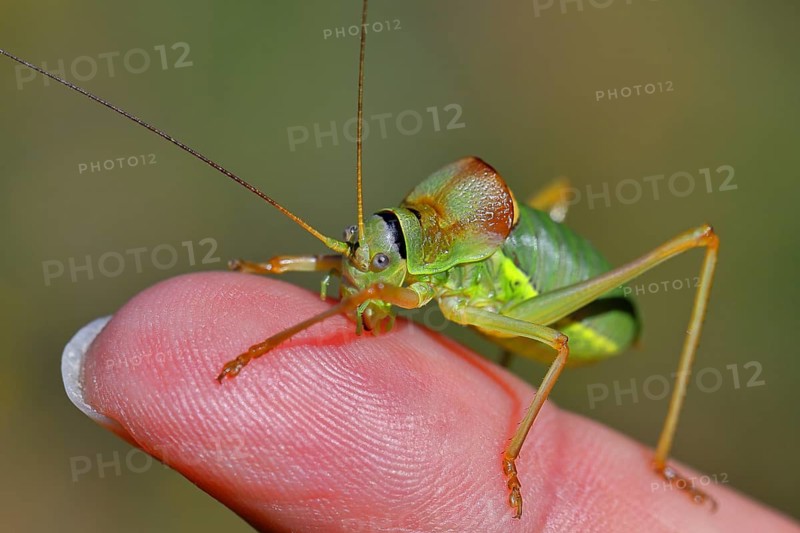 Steppe saddle grasshopper, Steppe saddle grasshopper (Ephippiger ephippiger), male, in a vineyard, on Viper's bugloss (Echium vulgare), with bokeh in the background, For size comparison on a finger of a human hand, Deciduous grasshopper, Long-fingered grasshopper, Red List of Germany, Specially Protected Species, Cochem, Moselle, Rhineland-Palatinate, Germany, critically endangered, Europe