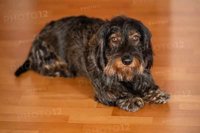 Rough-haired dachshund, male, lying on parquet floor, Stuttgart, Baden-Württemberg, Germany, Europe