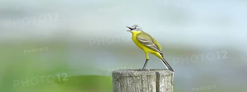 Yellow wagtail (Motacilla flava), singing on a pasture fence post, Dümmer, Lake Dümmer, Ochsenmoor, Hüde, Lower Saxony, Germany, Europe