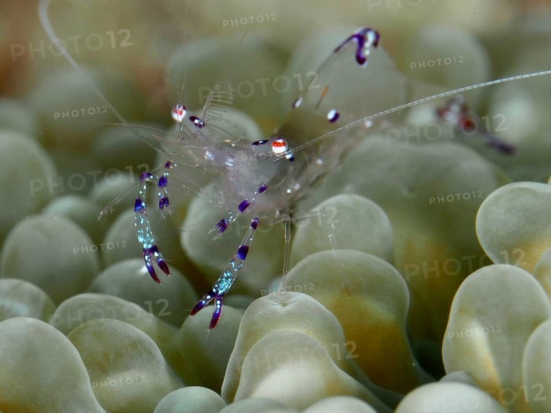 Saravati anemone partner shrimp (Ancylomenes sarasvati), partner shrimp, moves on greenish tentacles of a sea anemone, dive site Spice Reef, Penyapangan, Bali, Indonesia, Asia