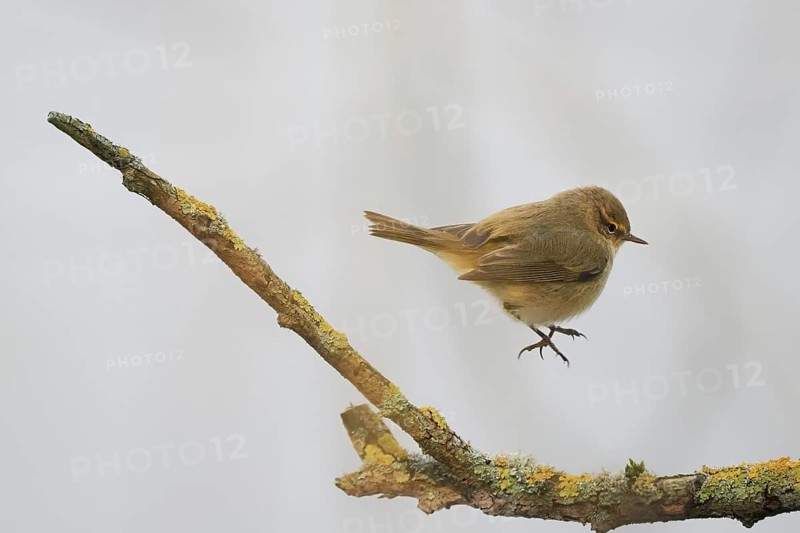 A chiffchaff (Phylloscopus collybita) hovering over a lichen-covered branch in a natural environment, Hesse, Germany, Europe