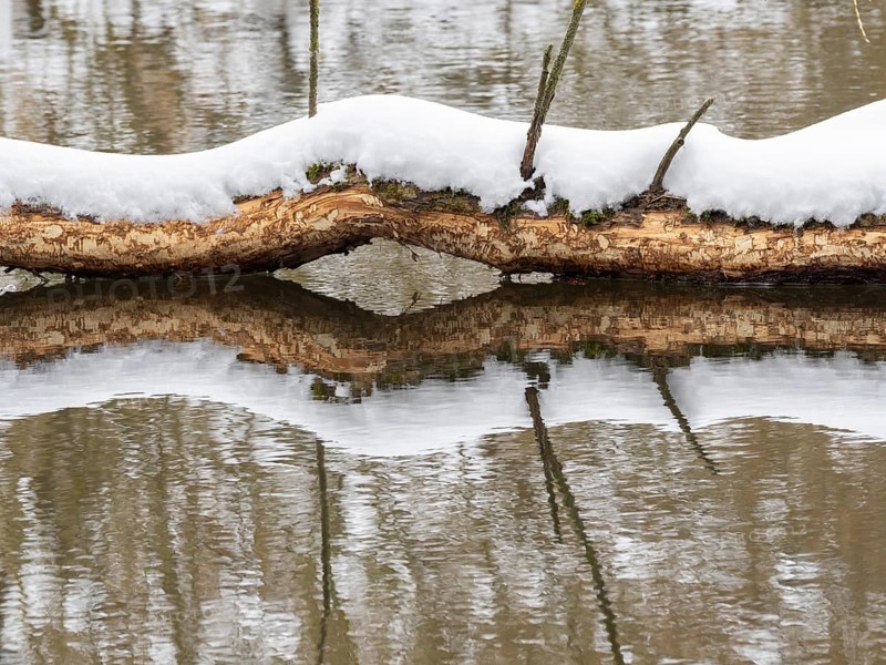 European beaver (Castor fibre), feeding marks on a tree trunk, Saale, winter, Upper Franconia, Germany, Europe