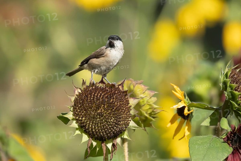 Marsh tit (Poecile palustris) adult bird on a garden sunflower plant seedhead in summer, England, United Kingdom, Europe
