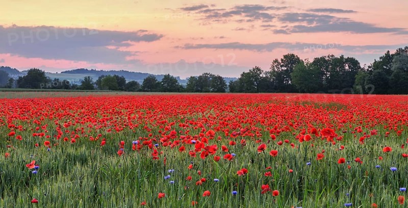 Field of corn poppies, in the background the Lindenberg at sunset, Merenschwand, Freiamt, Canton Aargau, Switzerland, Europe