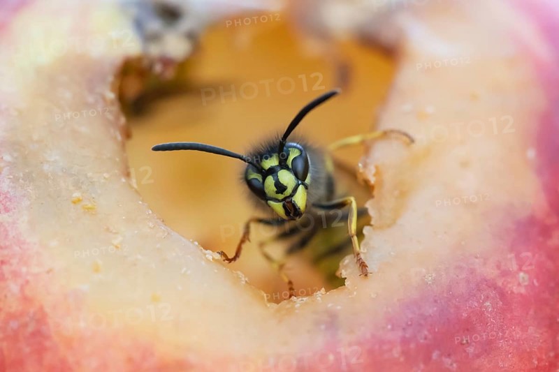 Common wasp (Vespula vulgaris) adult insect on fallen fruit in a garden in summer, England, United Kingdom, Europe