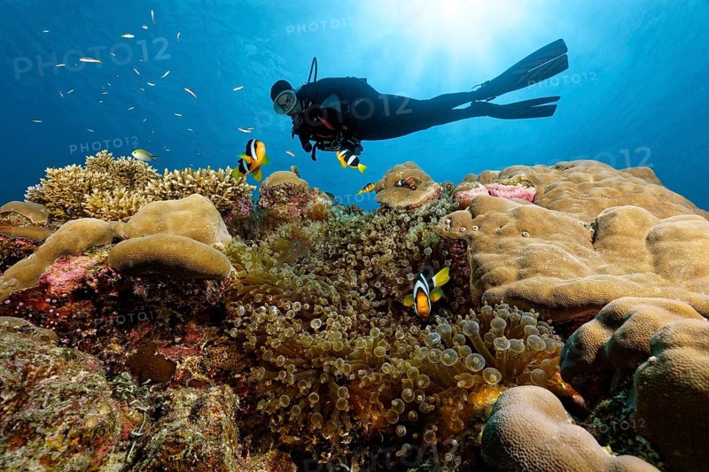 Dive swims over coral reef in the backlight of the sun and observes Amphiprion pacificus (Amphiprion clarkii) in small anemone field with bubble anemone (Entacmaea quadricolor) sea anemone, Great Barrier Reef, Unesco World Heritage Site, Coral Sea, Coral Sea, Pacific Ocean, Cairns, Queensland, Australia, Oceania
