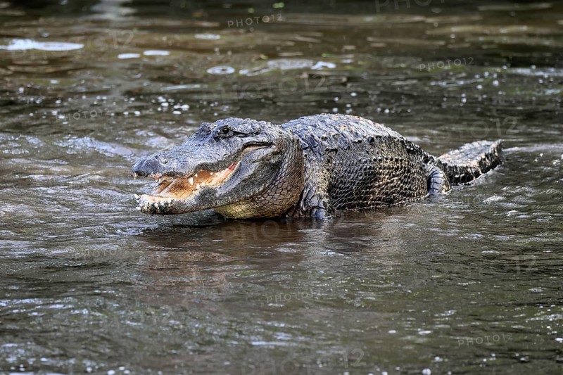 Mississippi Alligator (Alligator mississippiensis), pike alligator, adult, male, in water, threatening, Florida, USA, North America
