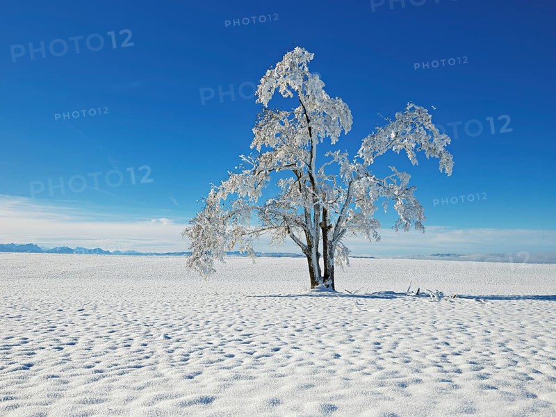 Tree in hoarfrost, Schlatt, Canton Lucerne, Switzerland, Europe