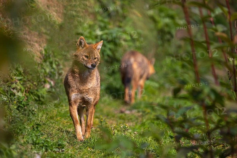 One golden jackal (Canis aureus) walking through dense green vegetation