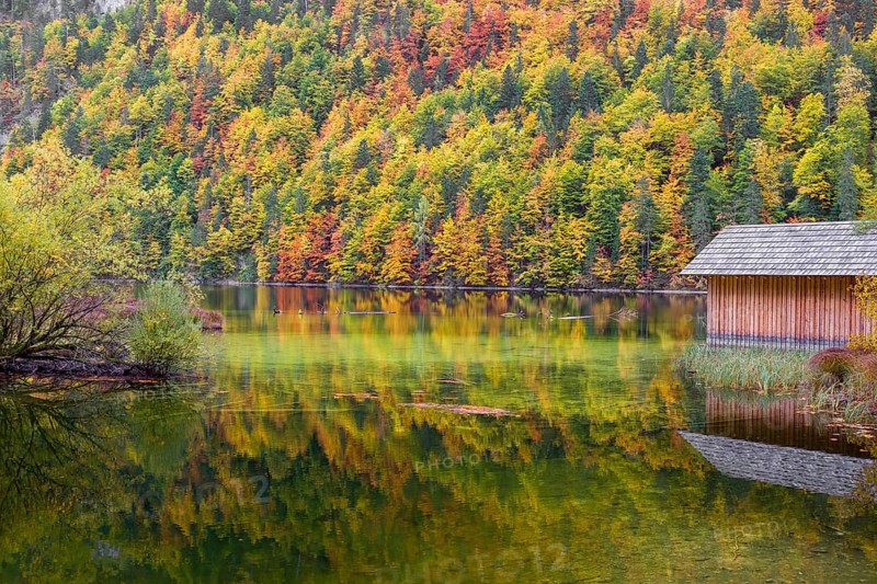 Lake Toplitz, forest in full autumn colors, Boatshelter, Austria, Europe
