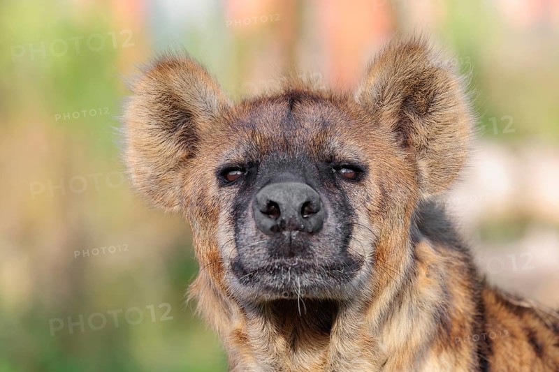 Portrait of a Spotted Hyena (Crocuta crocuta), or Laughing Hyena in beautiful light