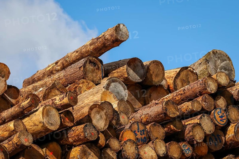 Duisburg, North Rhine-Westphalia, Germany, timber yard, logs stored for export in the Port of Duisburg, container port, duisport logport, in the Port of Duisburg on the Rhine, two of the world's largest container shipping companies, CMA CGM and NYK (Nippon Yusen Kabushiki Kaisha), together with duisport, operate the Duisburg Trimodal Terminal, D3T, in the logport logistics centre in Duisburg-Rheinhausen, Europe