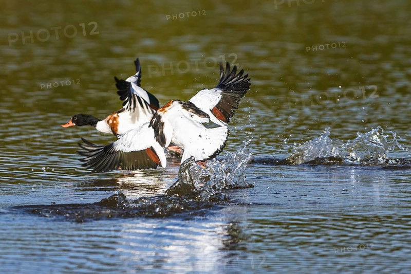 Common Shelduck, Tadorna tadorna birds in fight on water