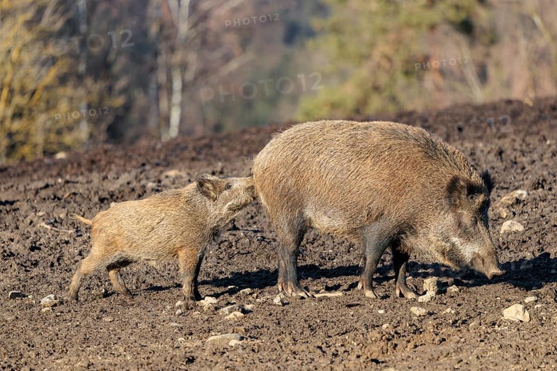 On a sunny day, two wild boars (Sus scrofa) (one adult and one juvenile) are standing in a field. The young boar is sniffing the adult boar's bum