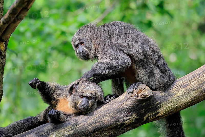 White-headed saki (Pithecia pithecia), adult, on tree, female, two females, grooming, South America