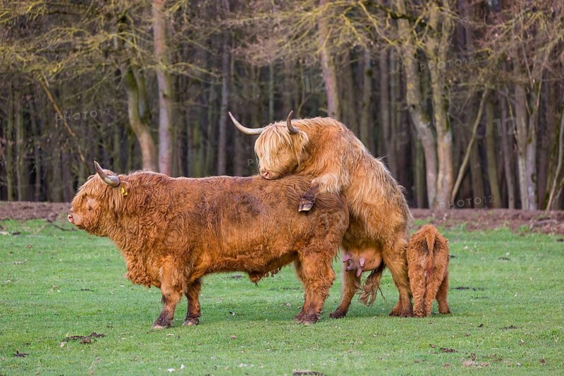 A Highland Cow (Bos (primigenius) in heat mounts a bull