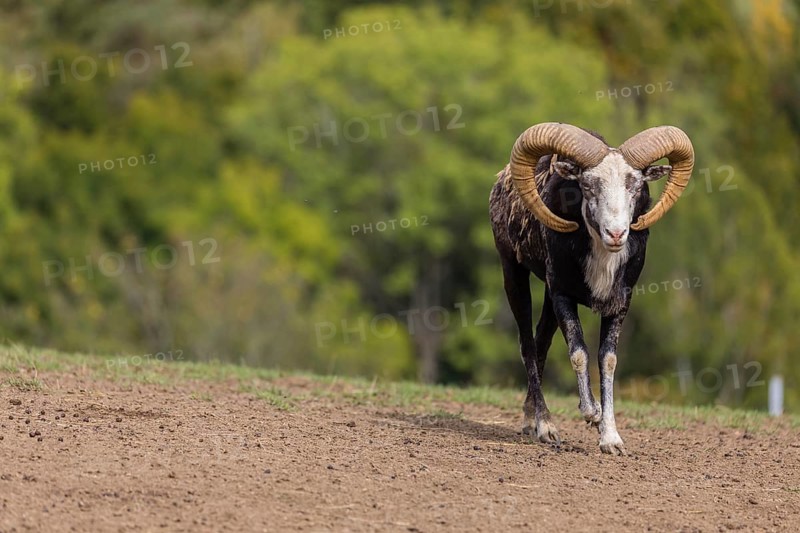 One male snow sheep (Ovis nivicola), or Siberian bighorn sheep walks on dry soil