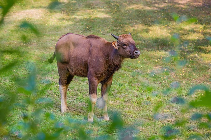 A young female Gaur (Bos gaurus gaurus) stands on a green meadow