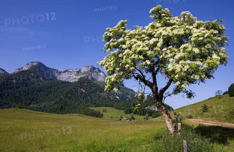 Blossoming elder bush on the Eisenaualm with Schafberg, Osterhorngruppe, Salzkammergut, Land Salzburg, Austria, Europe