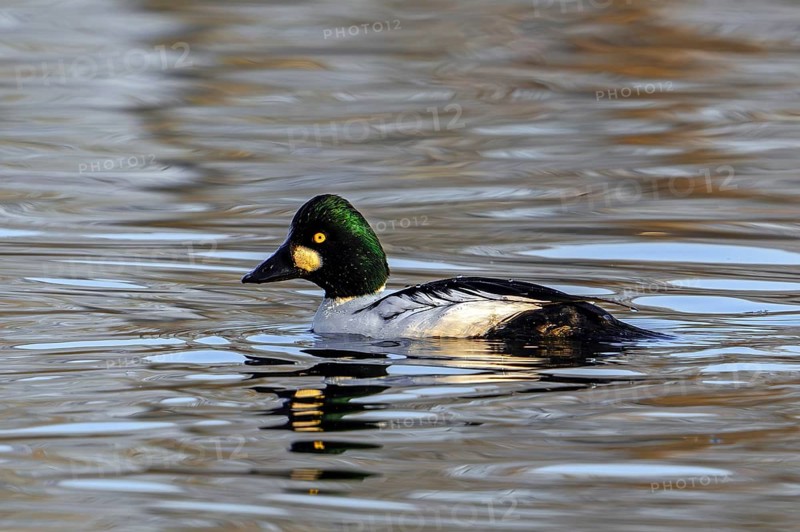 Common goldeneye (Bucephala clangula) adult male swimming in lake in winter