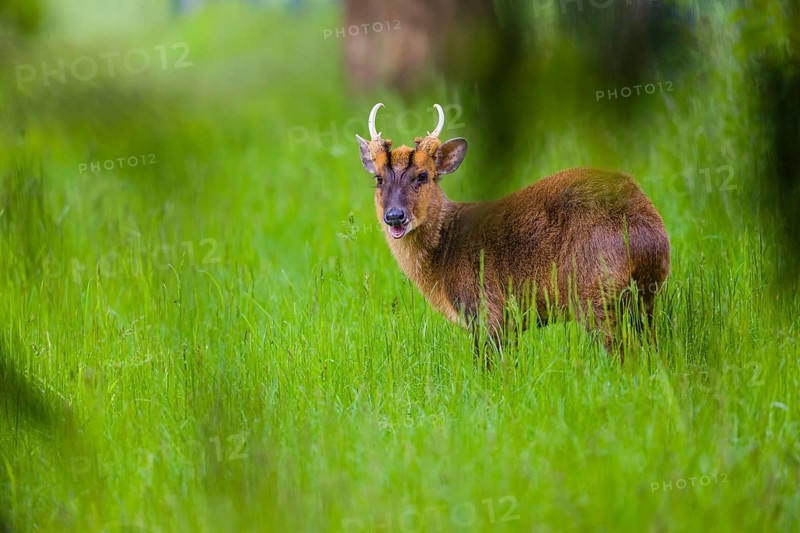 One male Reeves's muntjac (Muntiacus reevesi) stands on a green meadow