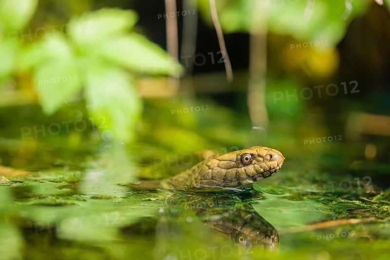 A dice snake (Natrix tessellata tessellata) swims in its habitat