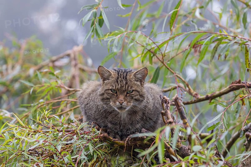 One European wildcat, Felis silvestris silvestris, resting in a green weeping willow tree. Green leaves all around