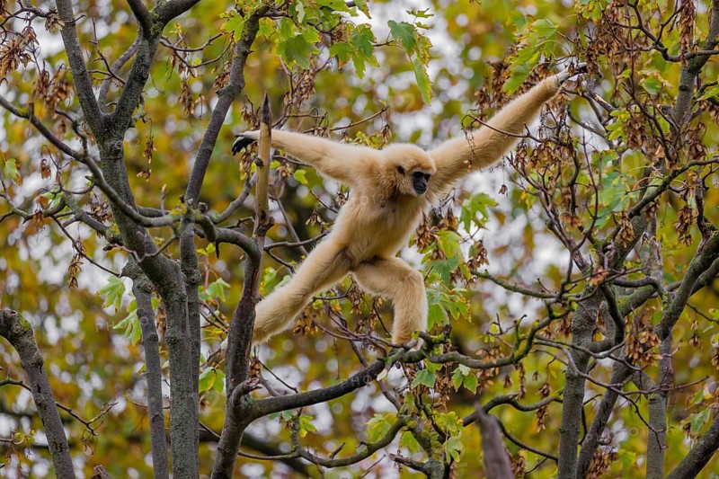 A White-handed gibbon, Hylobates lar, climbs in a tree