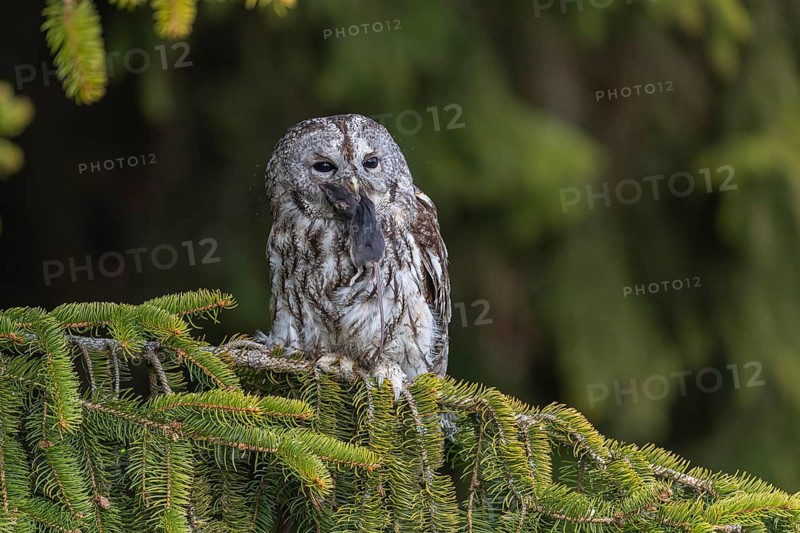 One tawny owl or brown owl (Strix aluco) sitting on a branch of a spruce tree, feeding on a mouse