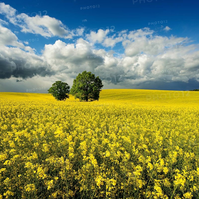 Solitary oaks in a flowering rape field, approaching thunderstorm, Saxony-Anhalt, Germany, Europe