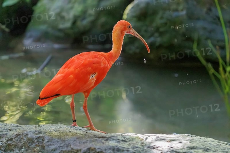 A scarlet ibis (Eudocimus ruber) stands on a stone lying in the shallow water of a riverbank and searches for food