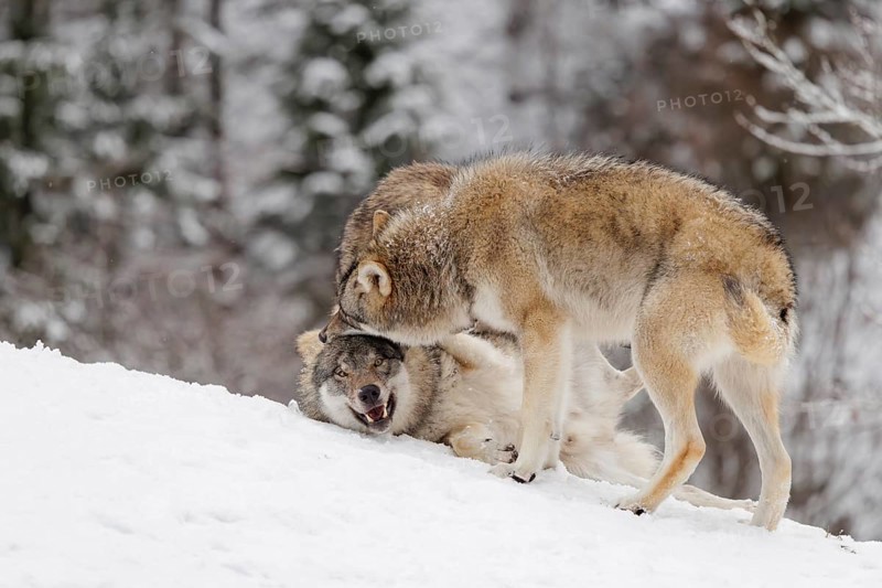 Two young grey wolves (Canis lupus lupus) play with its father on the sloping, snow-covered meadow on a cold, cloudy day