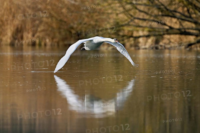 Mute swan (Cygnus olor), flying over the water, Flachsee, nature reserve, Reusstal, Canton Aargau, Switzerland, Europe