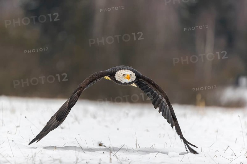 One Bald Eagle, Haliaeetus leucocephalus, flying over a snowy meadow with a birch tree forest in the background on an overcast winter day