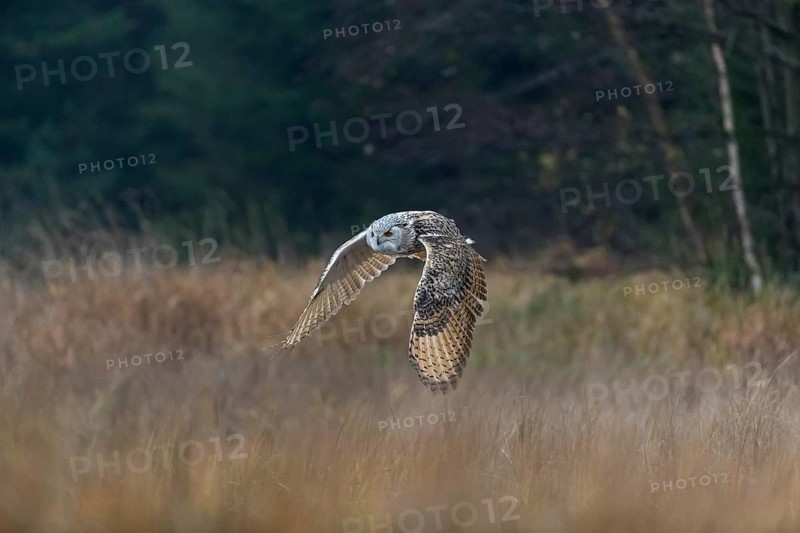 One Siberian Eagle Owl (Bubo bubo sibiricus) flying over tall reed grass lakeshore on an autumnal misty cold morning