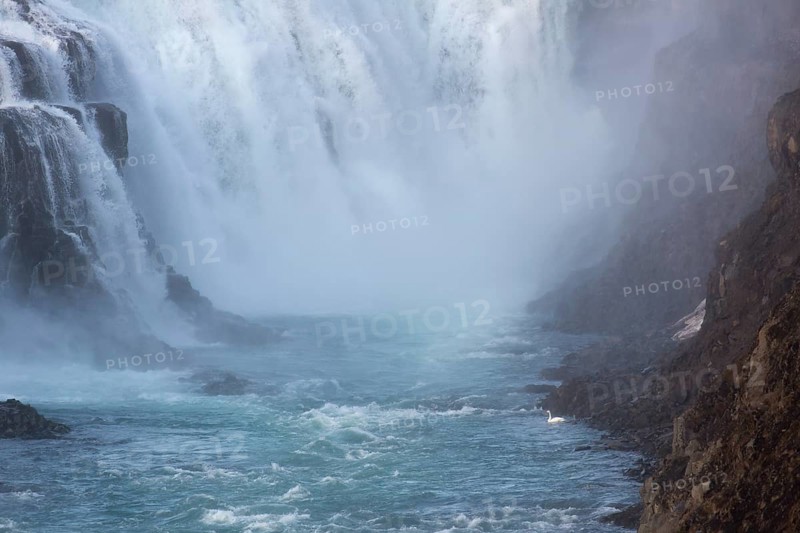 Whooper swan (Cygnus cygnus) at the base of the Gullfoss waterfall