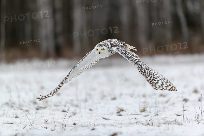 One snowy owl, Bubo scandiacus, Bubo scandiaca, Nyctea scandiaca flying over a snowy meadow with a forest of birch trees in the background