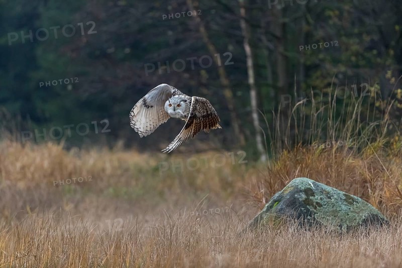 One Siberian Eagle Owl (Bubo bubo sibiricus) flying over tall reed grass lakeshore on an autumnal misty cold morning