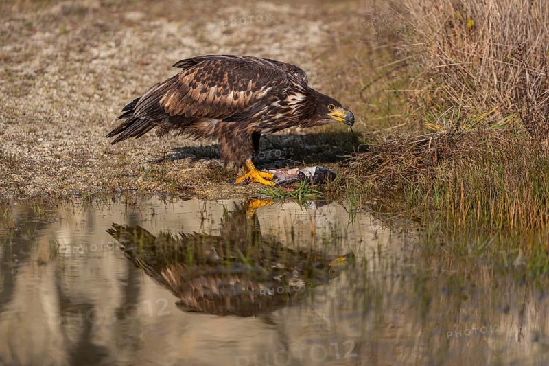 One white-tailed eagle (Haliaeetus albicilla) sitting lakeshore in early light, feeding on a common carp.Full reflection of the bird in the water