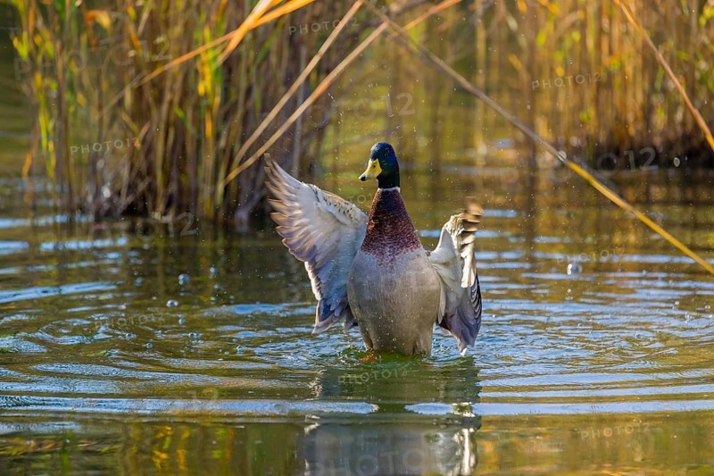 A male mallard or wild duck (Anas platyrhynchos) bathes in a pond, flapping its wings