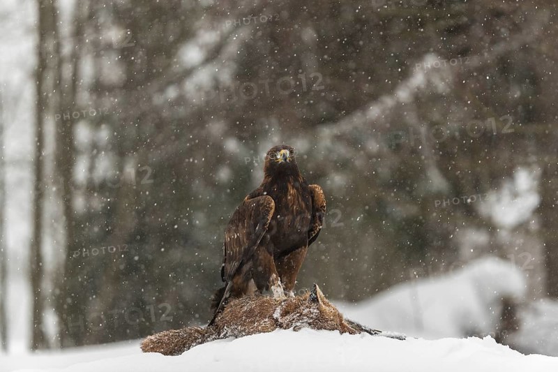 One golden eagle (Aquila chrysaetos) sitting on a carcass of a red fox on a snowy meadow during snowfall. A forest in the background