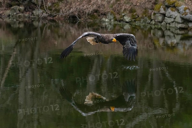 One young Steller's sea eagle (Haliaeetus pelagicus) flying over a lake. A forest in the background. Controlled condition