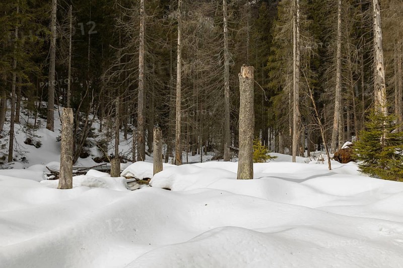 Lake Grosser Arbersee in late winter. The lake and the adjacent forest are snow covered. Germany, Bavaria, Bavarian Forest National Park