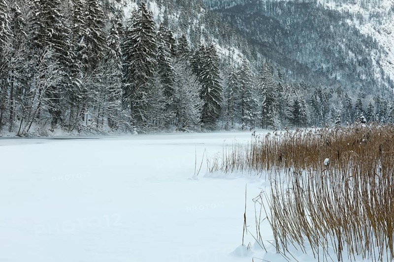 Misty morning on Lake Almsee which is frozen and snow covered. Snow on the forest and reed grass on the right hand side