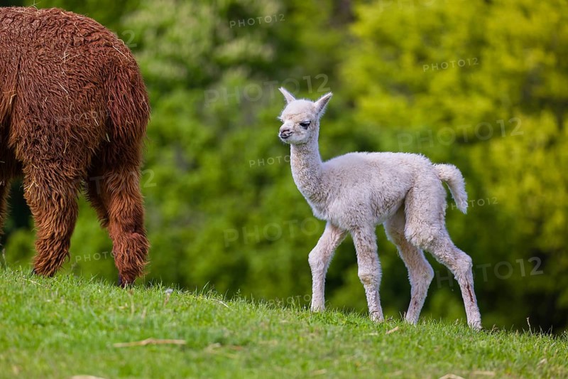 One brown female Alpaca (Vicugna pacos) stands with her young on a fresh green meadow . A green forest in the distant background