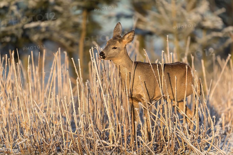 Roe deer standing in hoar frosted dead stinging nettle at minus 15 °C at sunrise. Licking off the hoar frost. Trees and dead stinging nettle in background