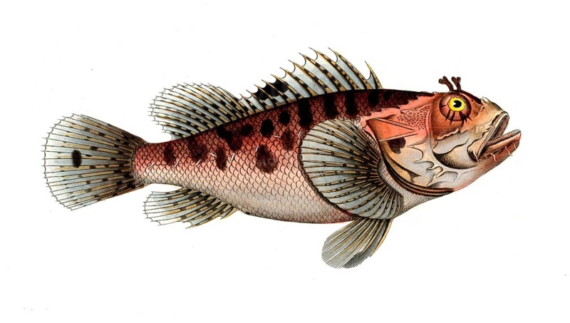 Fish, fish, genus of fish from the scorpionfish family, Scorpaena scrofa, the poisinnet grooper, Historic, digitally restored reproduction from a 19th century original, Record date not stated