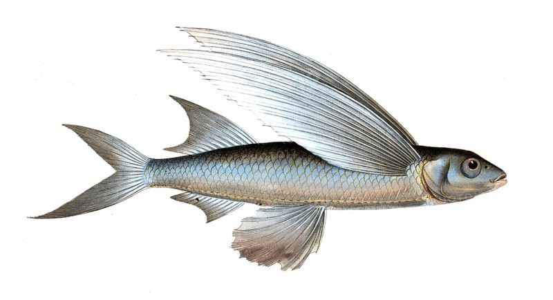 Fish, Fish, genus Flying fish, Exocoetus mesogaster, the middle-Pinned Flying-Fish, Historical, digitally restored reproduction from a 19th century original, Record date not stated
