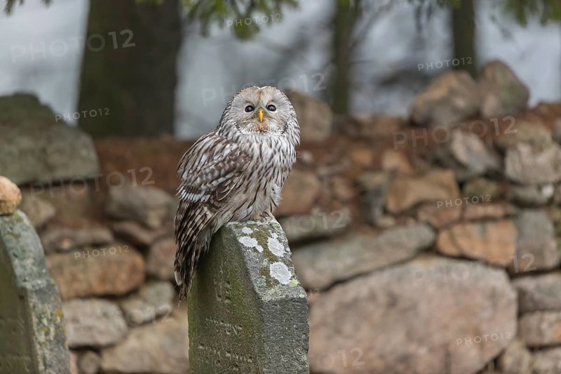 One Ural owl (Strix uralensis) sitting on a old jewish gravestone with a natural stone masonry and some trees in the background