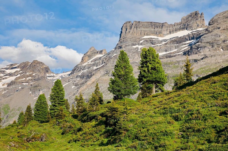 Old Swiss stone pine in front of Grosswendenstock and Pfaffenhuet in Gental on Engstlenalp, Canton Bern, Switzerland, Europe
